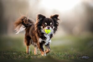 チワワがかかりやすい病気とは？症状と予防のポイントをチェック！