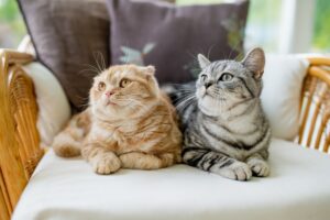 猫の腎臓の病気とは？腎臓病の症状と予防のポイントや治療法を知っておこう