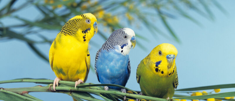 インコのくちばしの病気とは？伸びすぎの予防法と病気のサインをチェック！