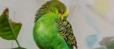 インコの羽根が抜けるのは病気？毛引き症やPBFDと換羽との見分け方とは