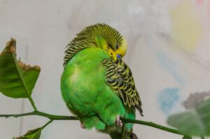 インコの羽根が抜けるのは病気？毛引き症やPBFDと換羽との見分け方とは