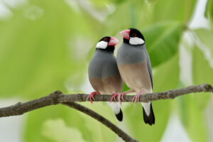 文鳥のくちばしの異常は病気のサイン！血色不良や伸びすぎの原因とは