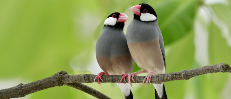 文鳥のくちばしの異常は病気のサイン！血色不良や伸びすぎの原因とは