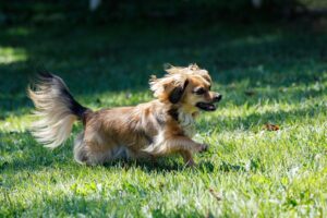 犬に多い病気ランキング！犬種・年齢別でなりやすい病気や予防するポイント