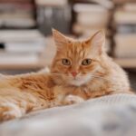 猫の動物病院にかかる費用は？猫の医療費負担を軽減する方法をチェック！