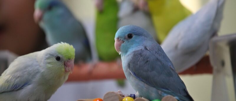 鳥類に多い病気とは？危険な症状や対処法と予防するポイントを解説！