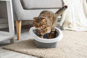 猫の便がゆるい原因は？下痢で受診すべきかの判断基準と対処法を解説！