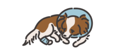 病気の犬でも入れるペット保険はある？持病がある犬のペット保険の選び方