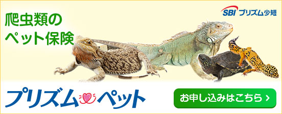 プリズムペット-爬虫類