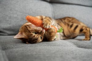 猫がずっと鳴いてるのは病気なの？猫が鳴き続ける理由と対処法を解説！