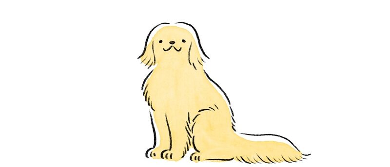 犬がおすわりできないのは病気?疑われる病気と病院に連れて行くべき症状