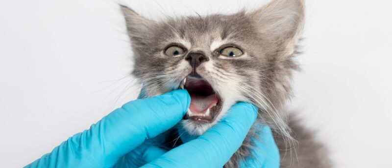 猫のよだれが増えるのは病気のサイン?原因とチェックすべきポイントを解説