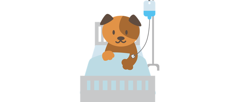 犬の一週間の入院費用はどれくらい?病気別費用の相場や入院費を抑える方法