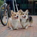 犬の口に多い病気とは？犬によくある口の病気と早期発見のポイントを解説