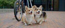 犬の口に多い病気とは？犬によくある口の病気と早期発見のポイントを解説
