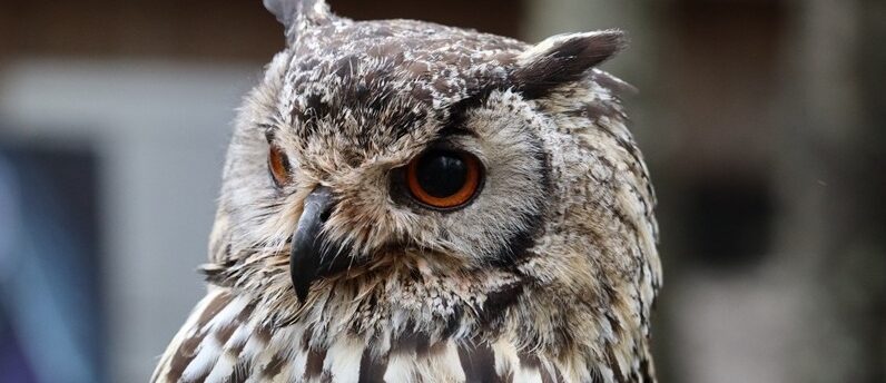 ミミズクが加入できるペット保険はある?保険の選び方と加入するのメリット