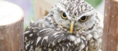 フクロウが入れるペット保険はある？ペット保険の必要性や補償内容を解説