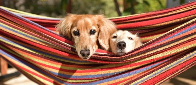 ミニチュアダックスフンドがなりやすい病気とは？早期発見ポイントと予防法