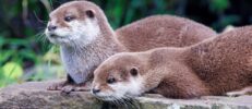 カワウソが加入できるペット保険はある？加入するメリットと条件を解説！