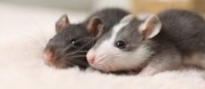 ネズミが加入できるペット保険は？保険の必要性と選び方や加入条件を解説！