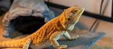 フトアゴヒゲトカゲが入れるペット保険はある？保険の補償範囲と費用の目安