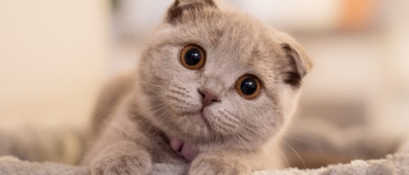 スコティッシュフォールドの遺伝的な病気とは?症状と健康管理のポイント