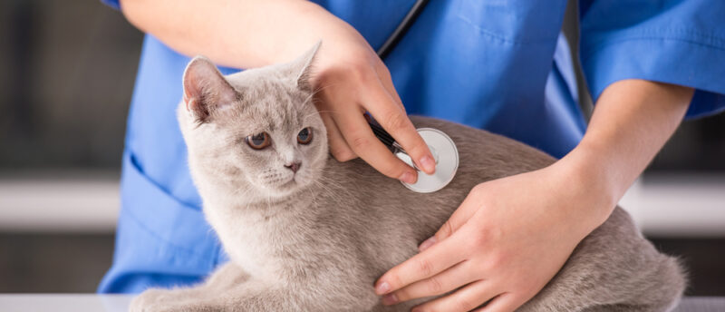 猫を初めて動物病院に連れていく時の準備は?必要な物と受診の流れを解説!