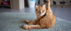 初めて保護猫を迎える初心者ガイド｜準備する物と初日の接し方や注意点とは