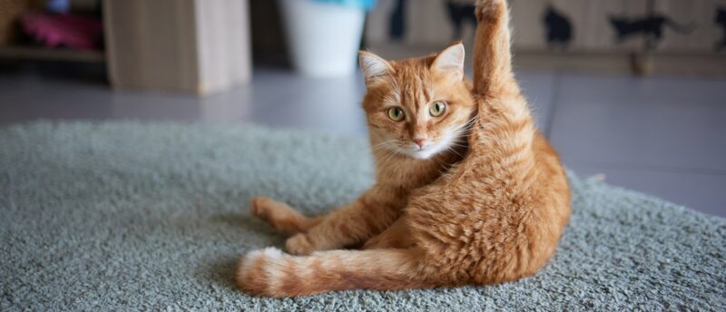 初めて保護猫を迎える初心者ガイド|準備する物と初日の接し方や注意点とは