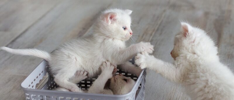猫を飼うために必要な準備は?用意すべき物と猫を迎えるための環境づくり