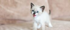 猫の飼育にかかる費用は？初期費用や毎月の費用と節約のポイントを解説！