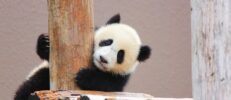 楽天証券の特定口座と一般口座の違いを比較！迷ったときの選び方も解説